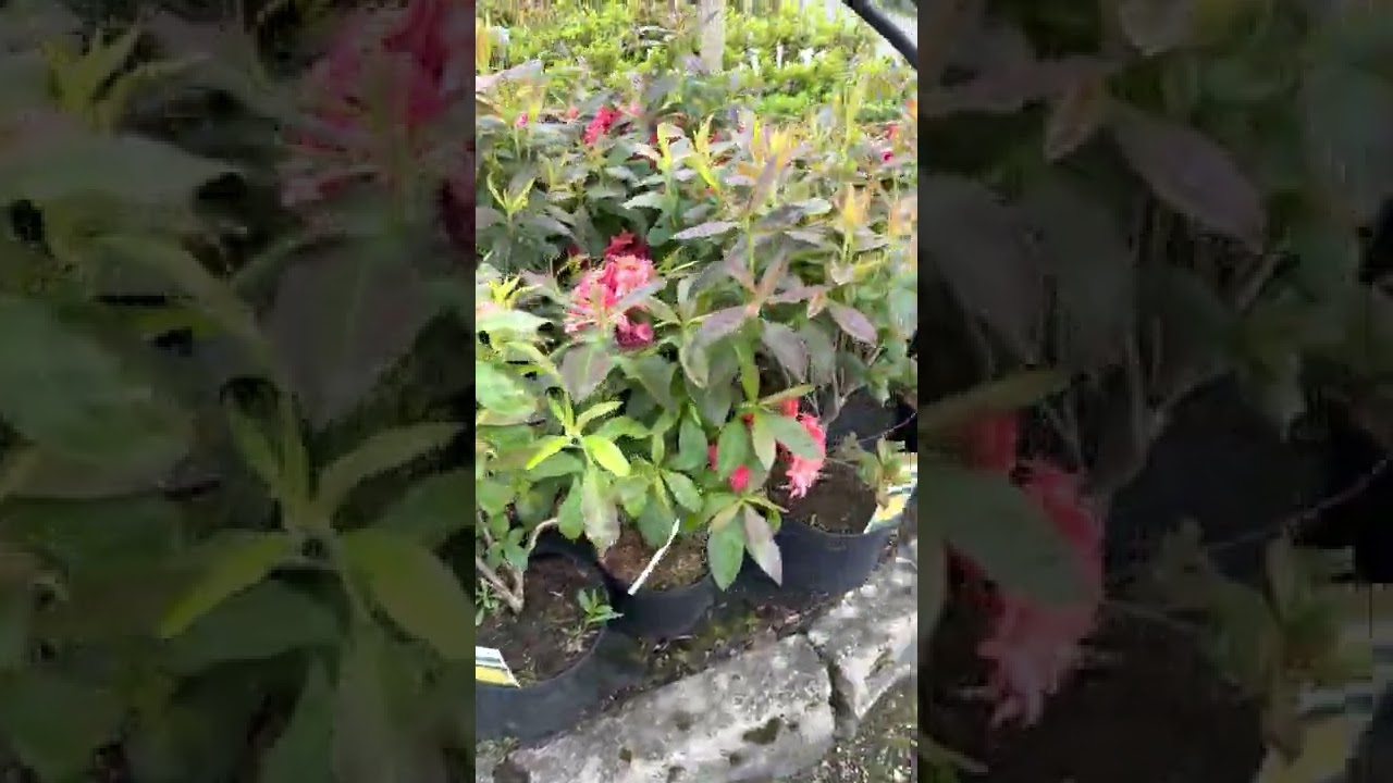 Garden centre vs. Nursery, where is best to buy plants?