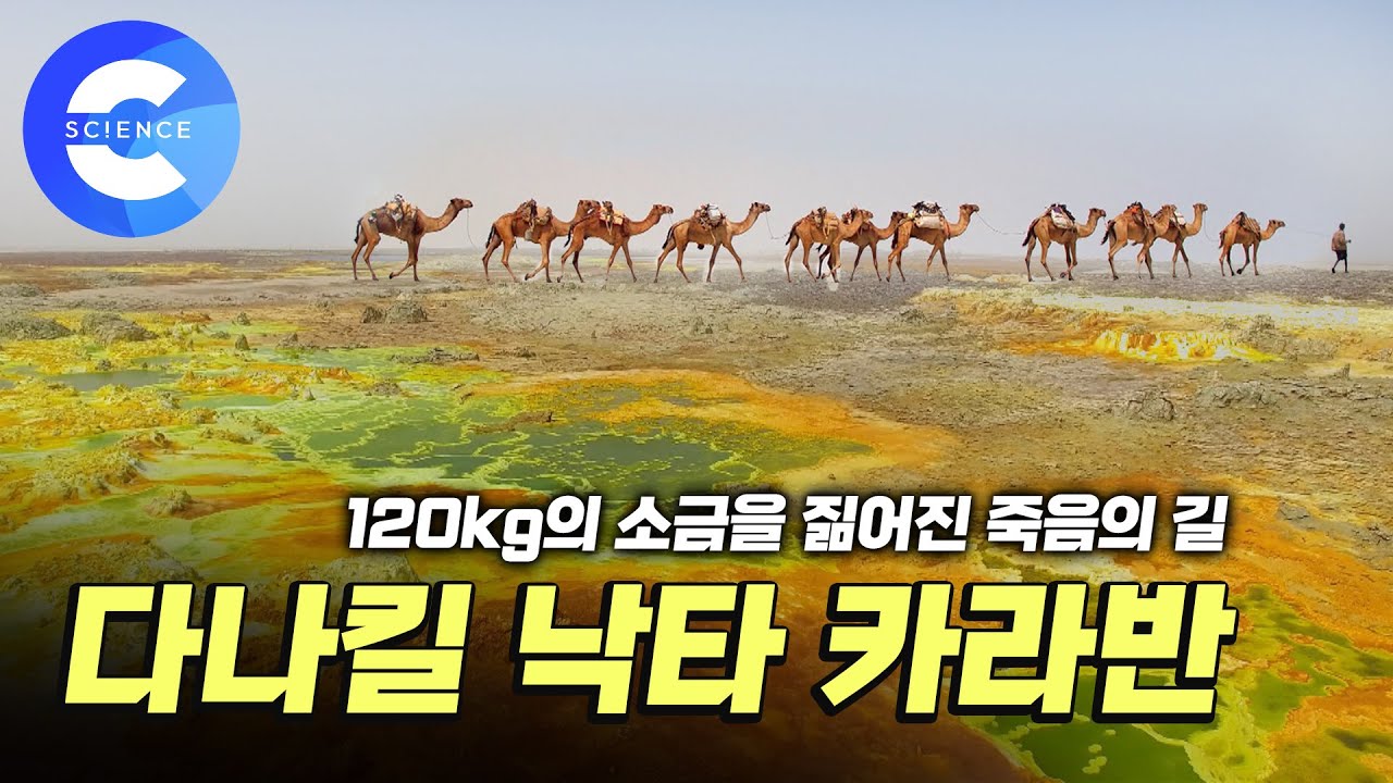 가축이 된 낙타가 천 년 전부터 다녔던 길 '다나킬'
