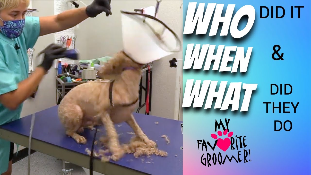 Army Police Man Finally Finds Groomer for His Aggressive Dog