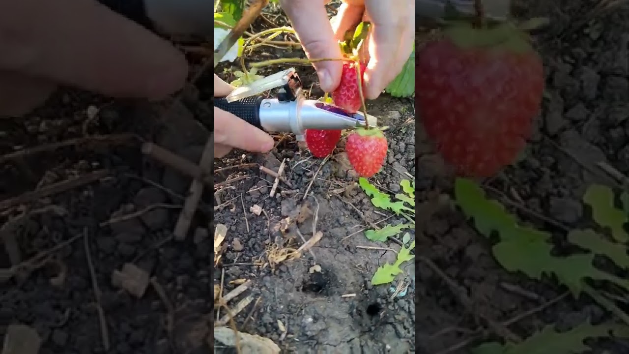 Measuring Brix For Strawberry Soraya F1 #gardening #garden #strawberries