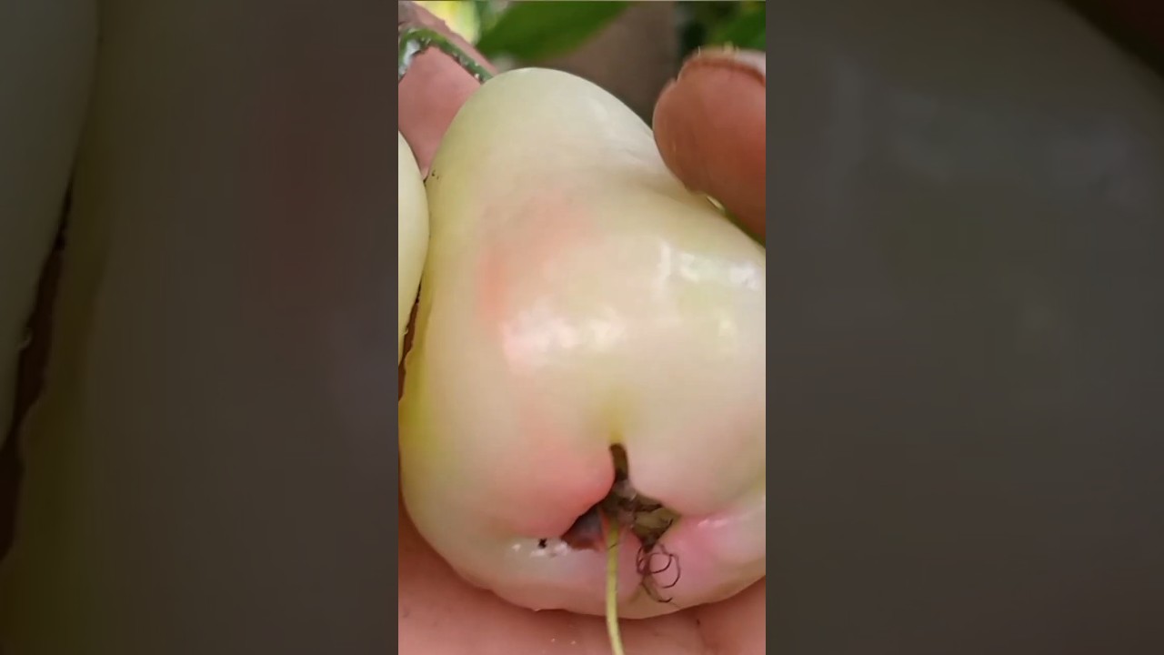 3 Ciri JAMBU MADU DELI SIAP PANEN( MATANG )#buah #viral