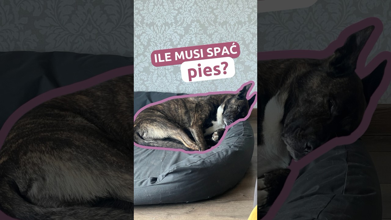 Jak dużo odpoczynku potrzebuje Tw&oacute;j pies? #rodzinnypies #behawiorysta #szkoleniepsow #pies #treser