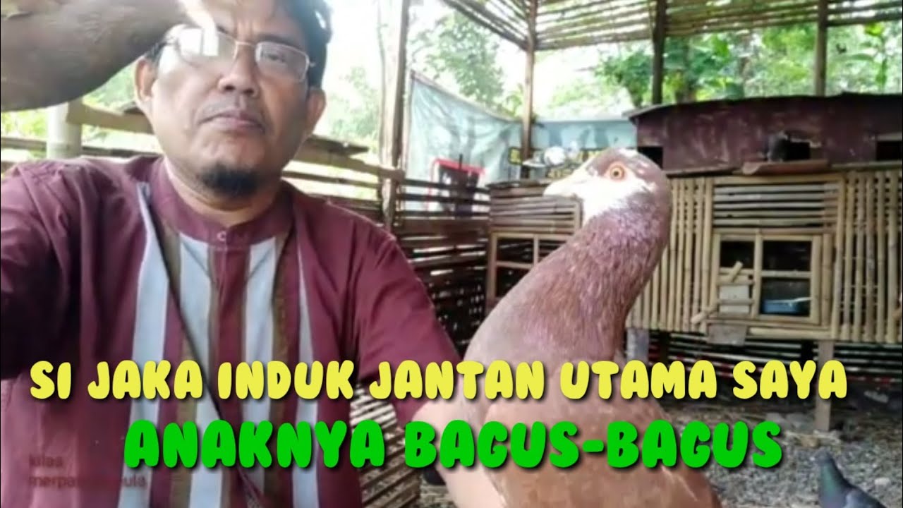CAKAP SI JAKA " MERPATI PACEKAN DI KANDNG.