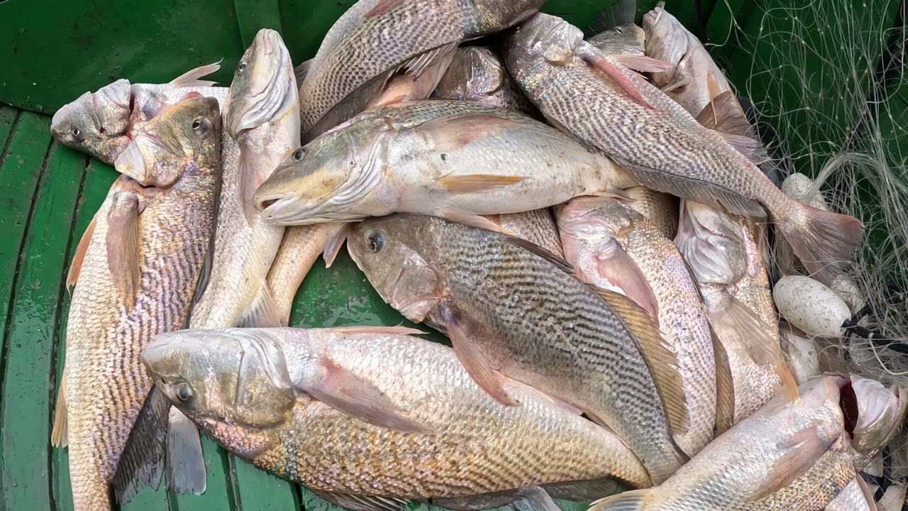PESCARIA DE CORVINA NO MAR DE DENTRO - Caldo de Corvina