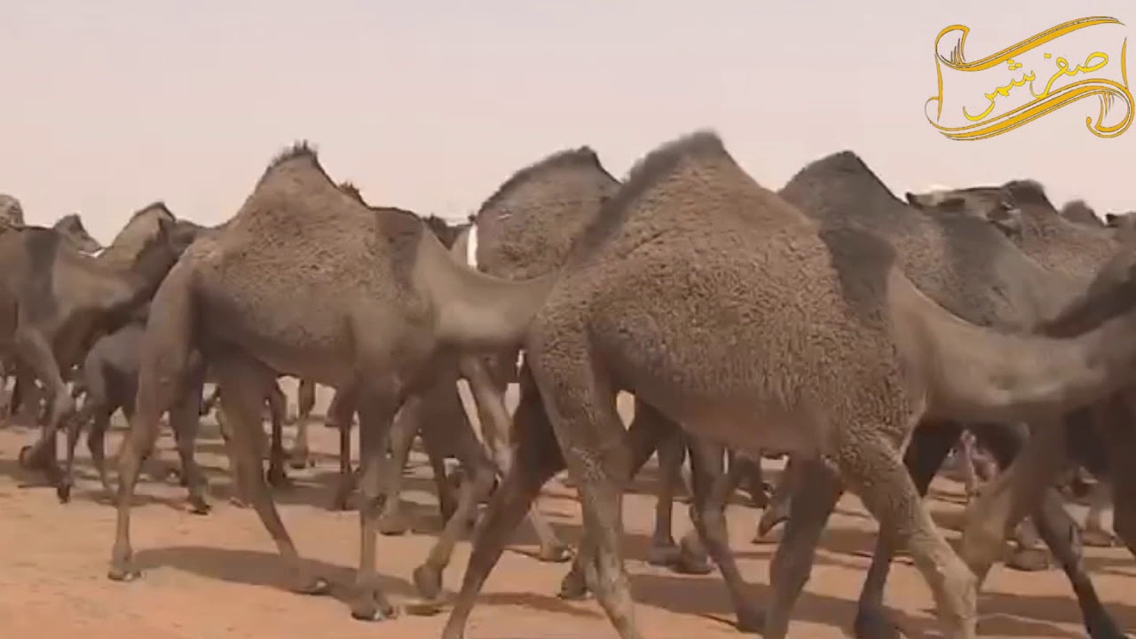 شيلة صفر شمر منقية رجل الاعمال احمد بن عبدالله الشريع اهداء من الشاعر رحيل الوهبي