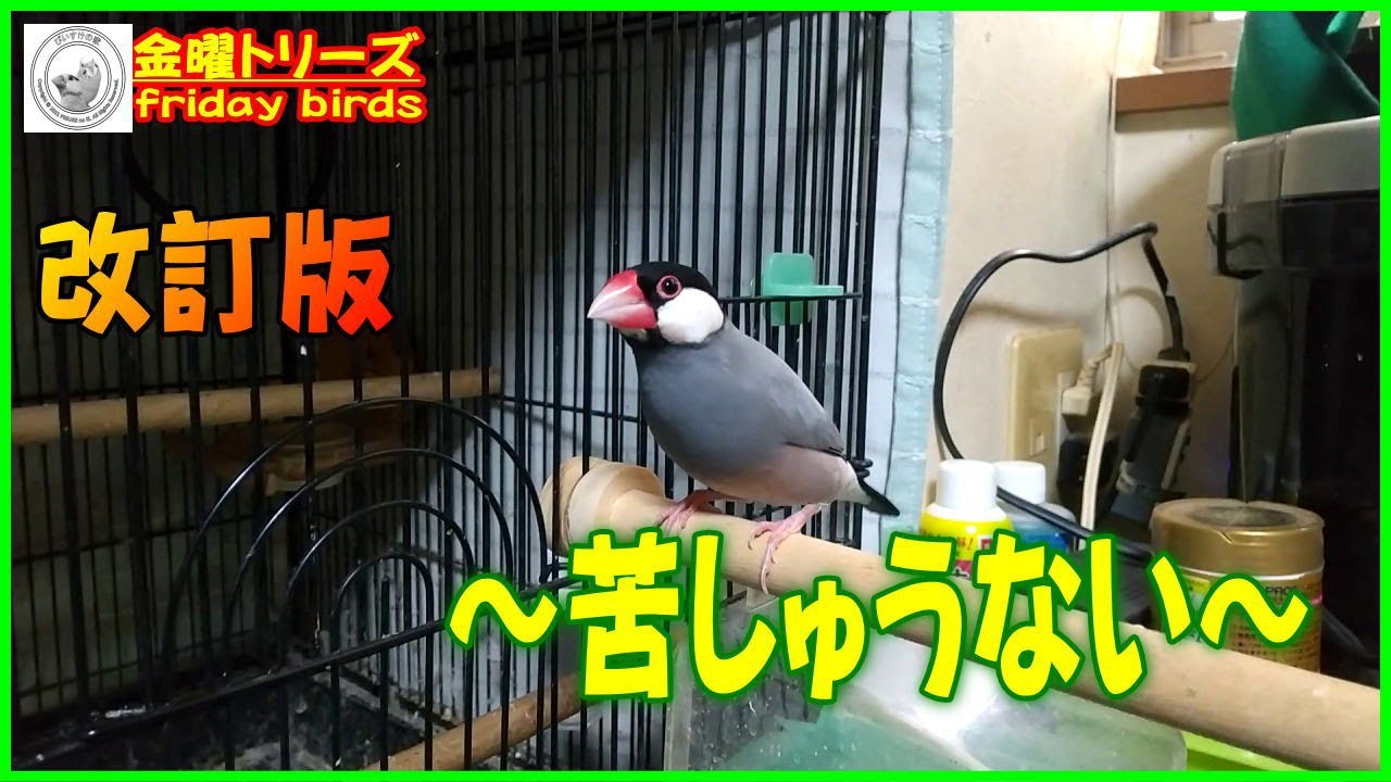 第24話 改訂版【 #インコ #文鳥 #十姉妹】～苦しゅうない・・・～金曜トリーズ　2026 01 09