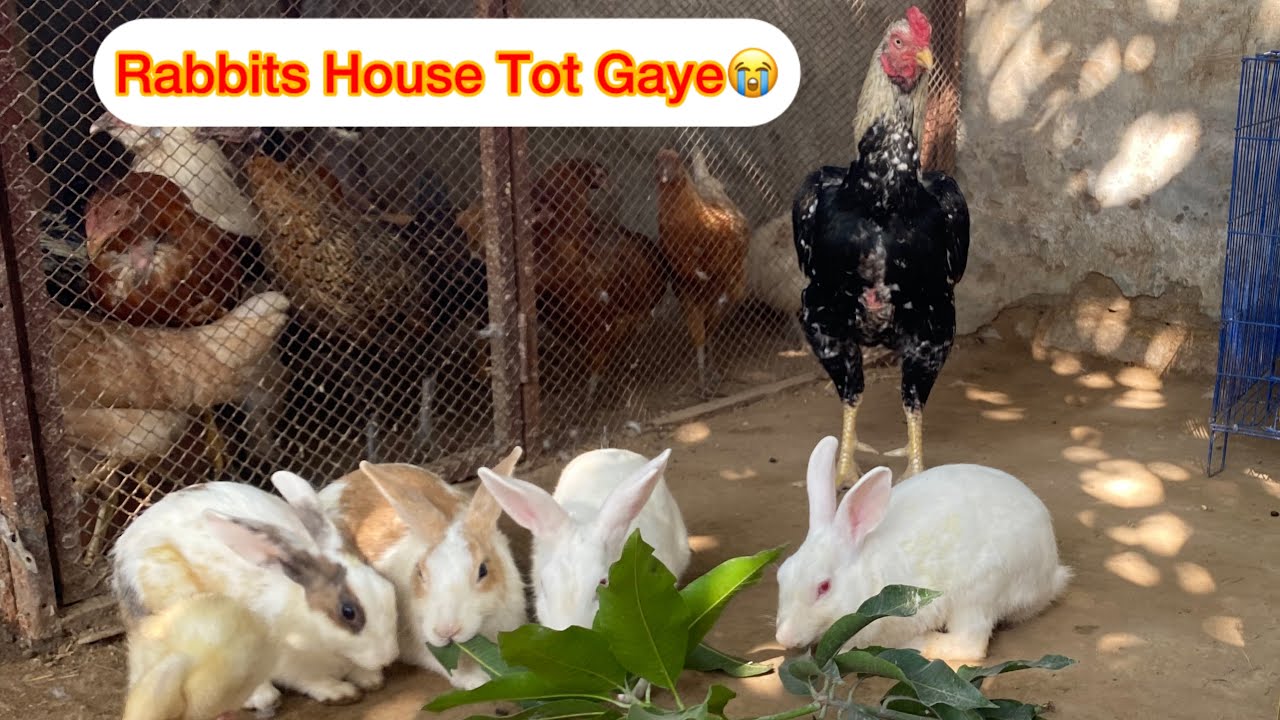 Rabbits House Tot Gaye Hai 