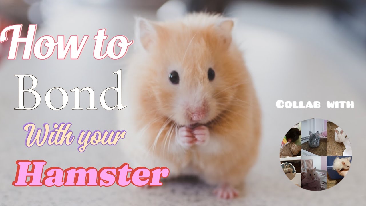 How To Bond With Your Hamster🐹💕 Collab with @Allforpets51