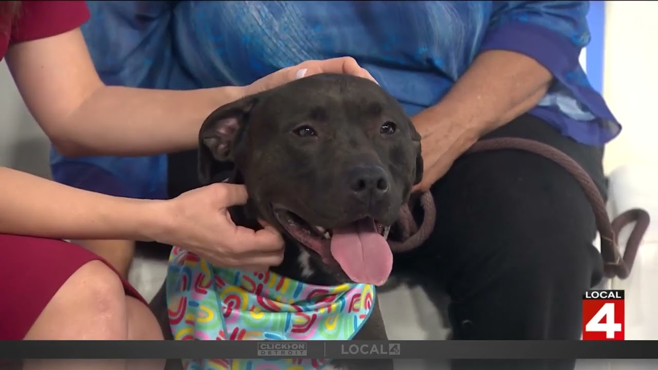 Pet of the week: Meet JJ!