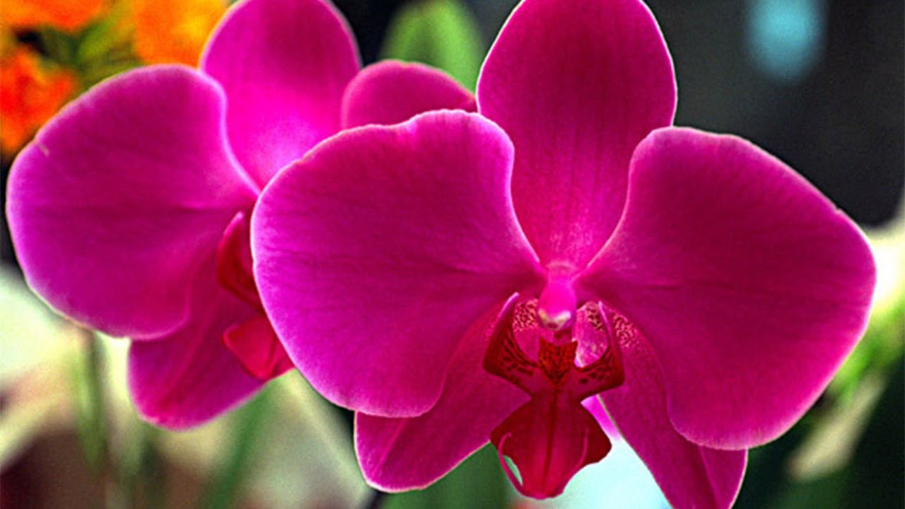 Curso CPT Cultivo de Orquídeas para Fins Comerciais ou Hobby