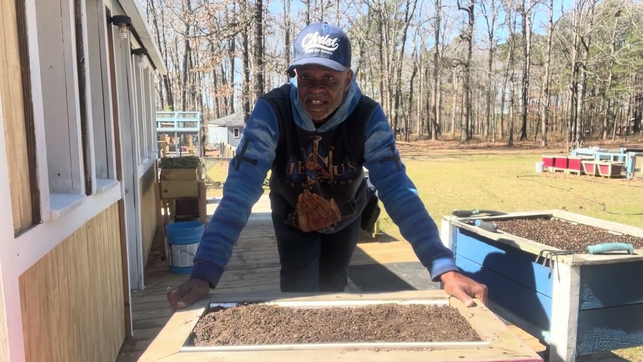 Germinating carrot seeds ￼