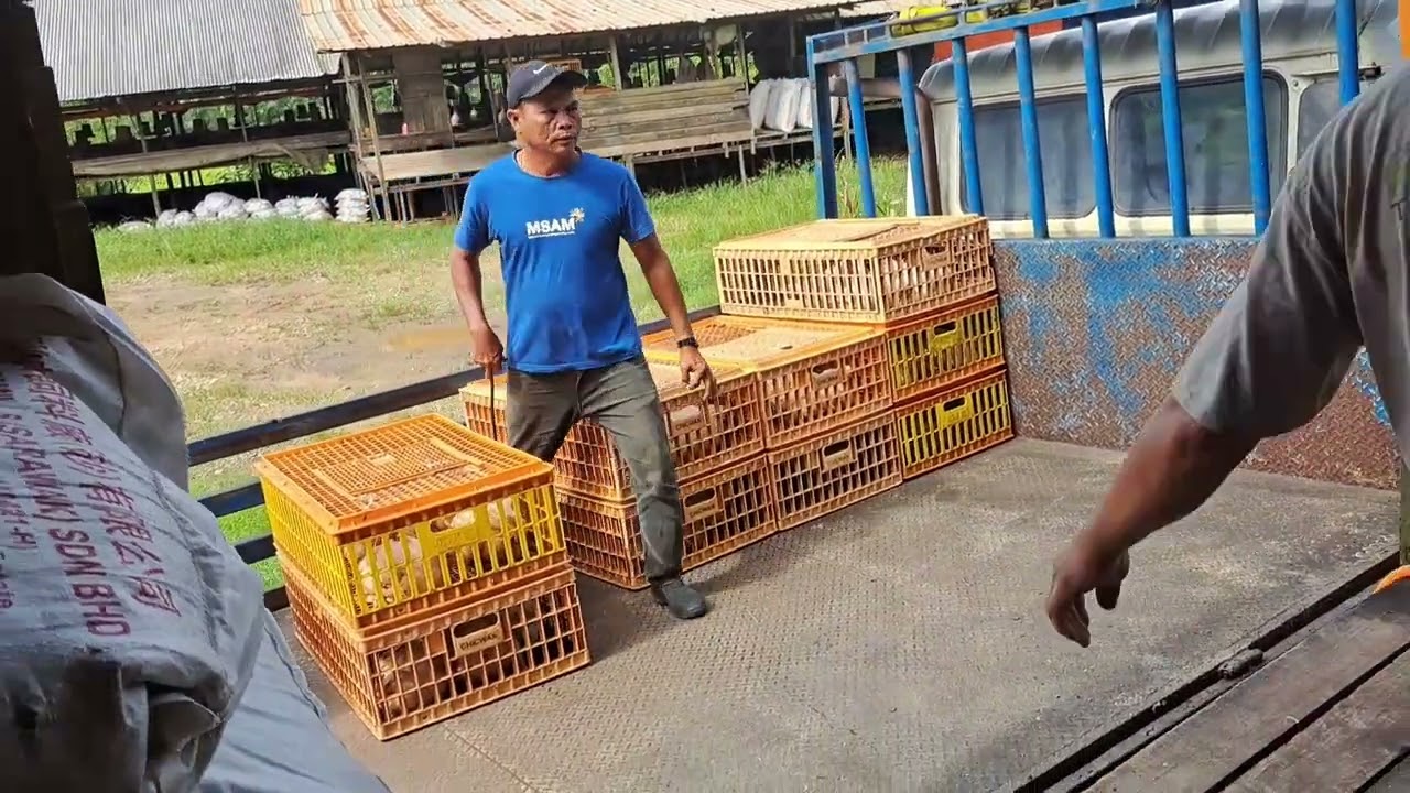 Irutson.Channel.Tangkap ayam.