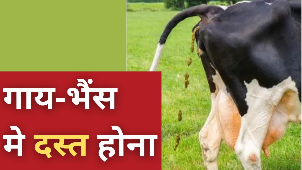 गाय-भैंस में दस्त होना | Diarrhea in Cow and Buffalo