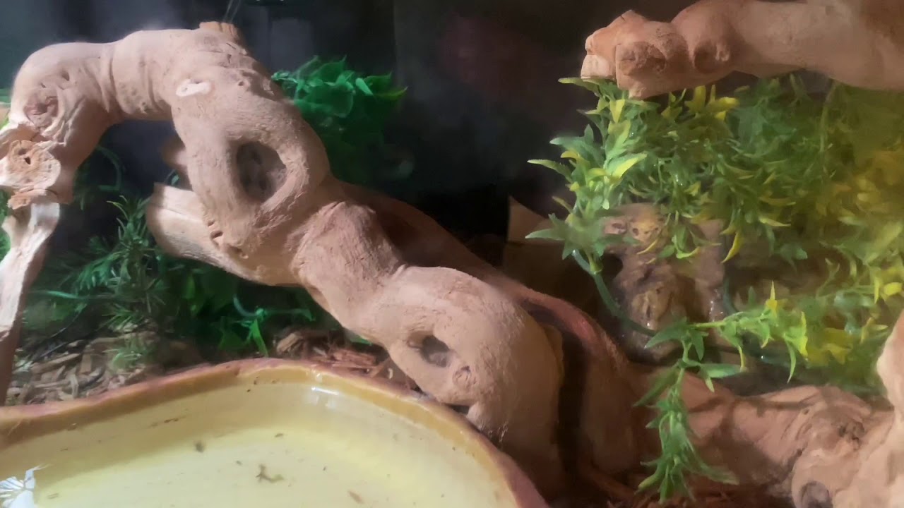 ASMR-Short Ball Python Enclosure Tour