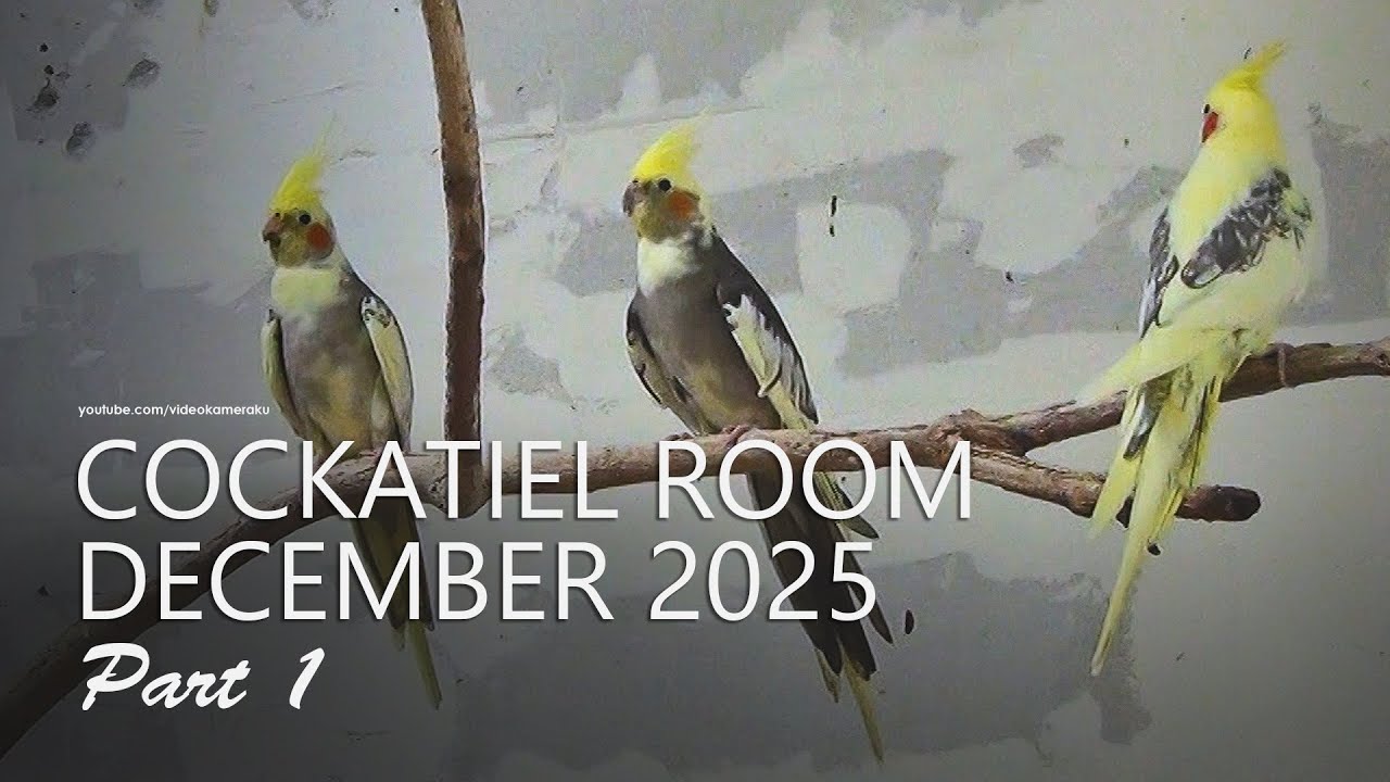 Cockatiel Room: December 2025 - Part 1