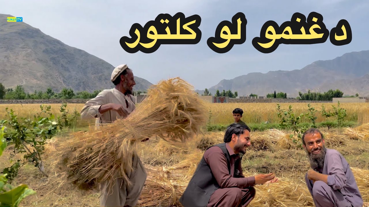 “The harvesting of wheat and the people’s difficulties in Kunar province / د غنمو لو ،کونړ افغانستان