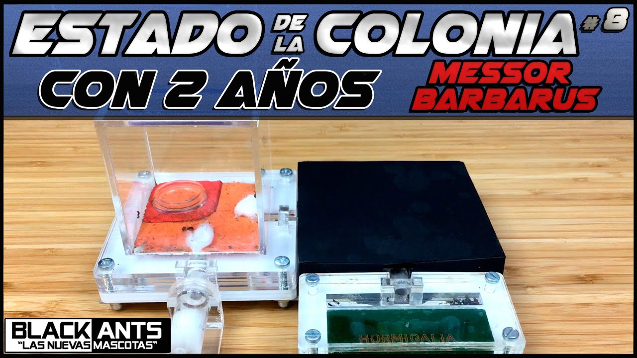 COLONIA MESSOR BARBARUS DE 2 AÑOS
