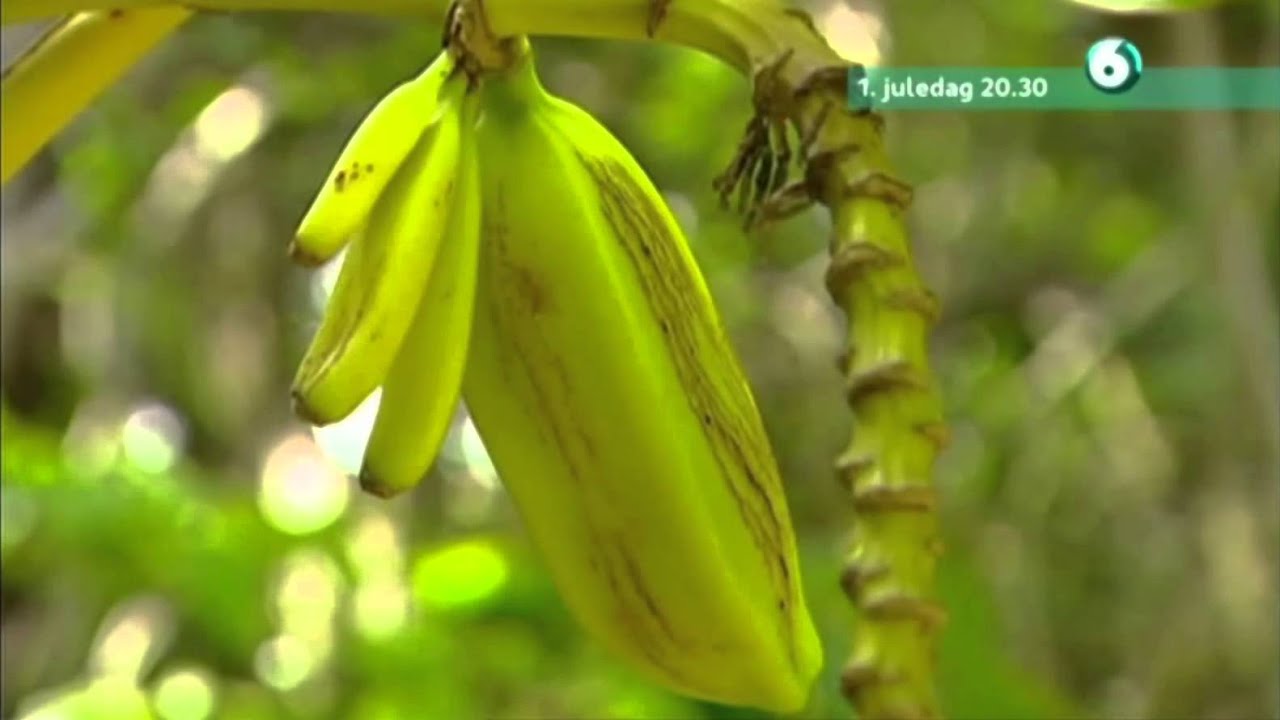 Promo: En plass i solen - borte eller hjemme best? (TV6)