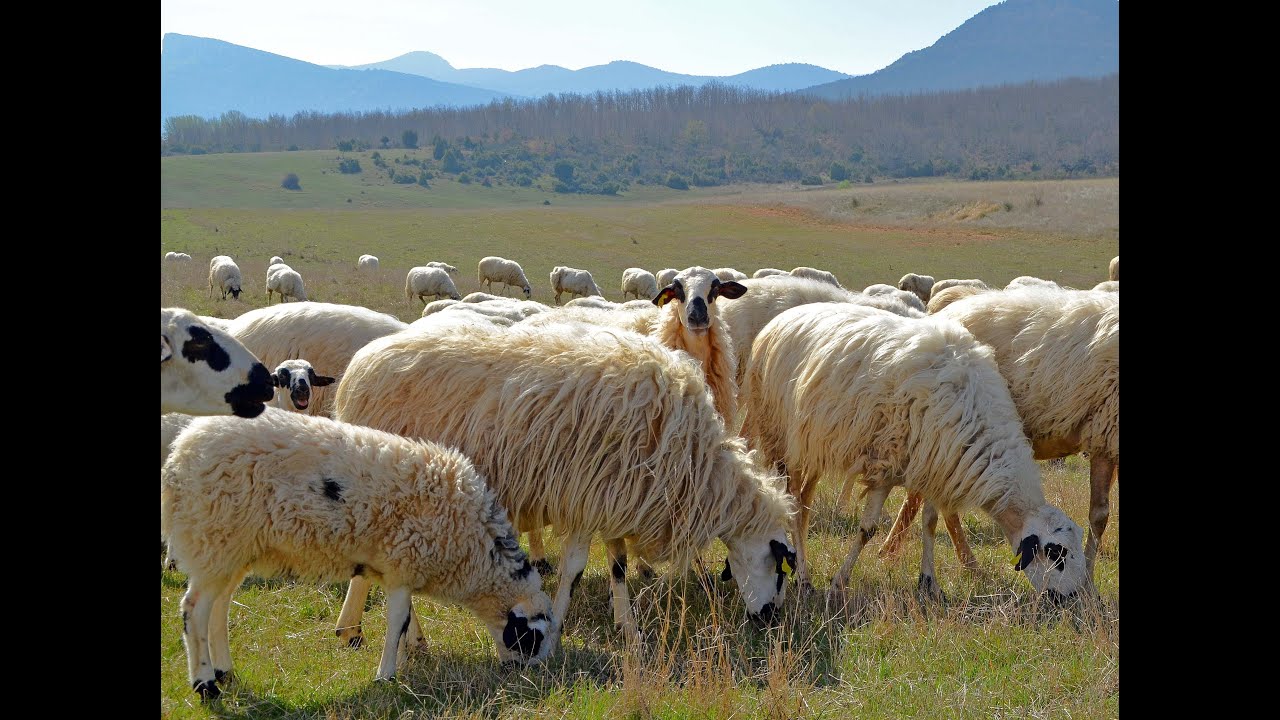 💛 La oveja CHURRA castellana. Burgos, España 🐑🐑🐑🐑