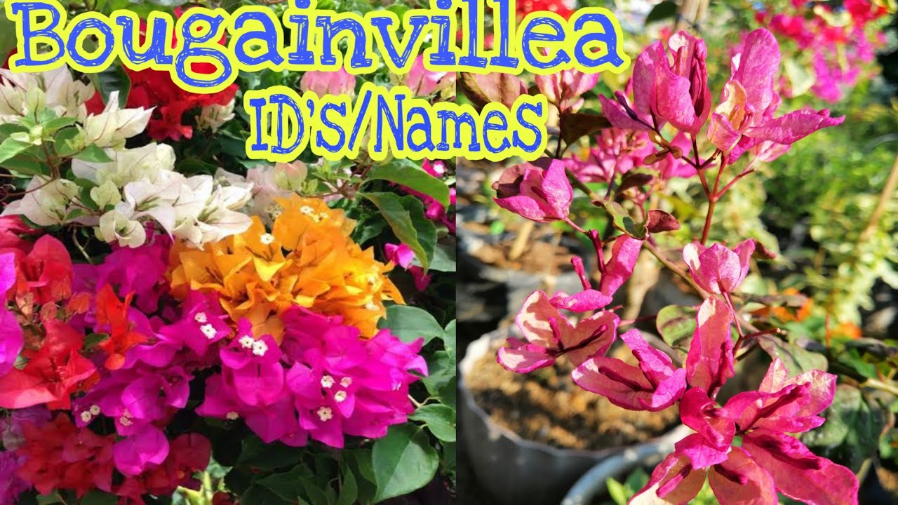 Bougainvillea varieties|Bougainvillea names|Bougainvillea ID's|Iba't ibang uri ng Bougainvillea