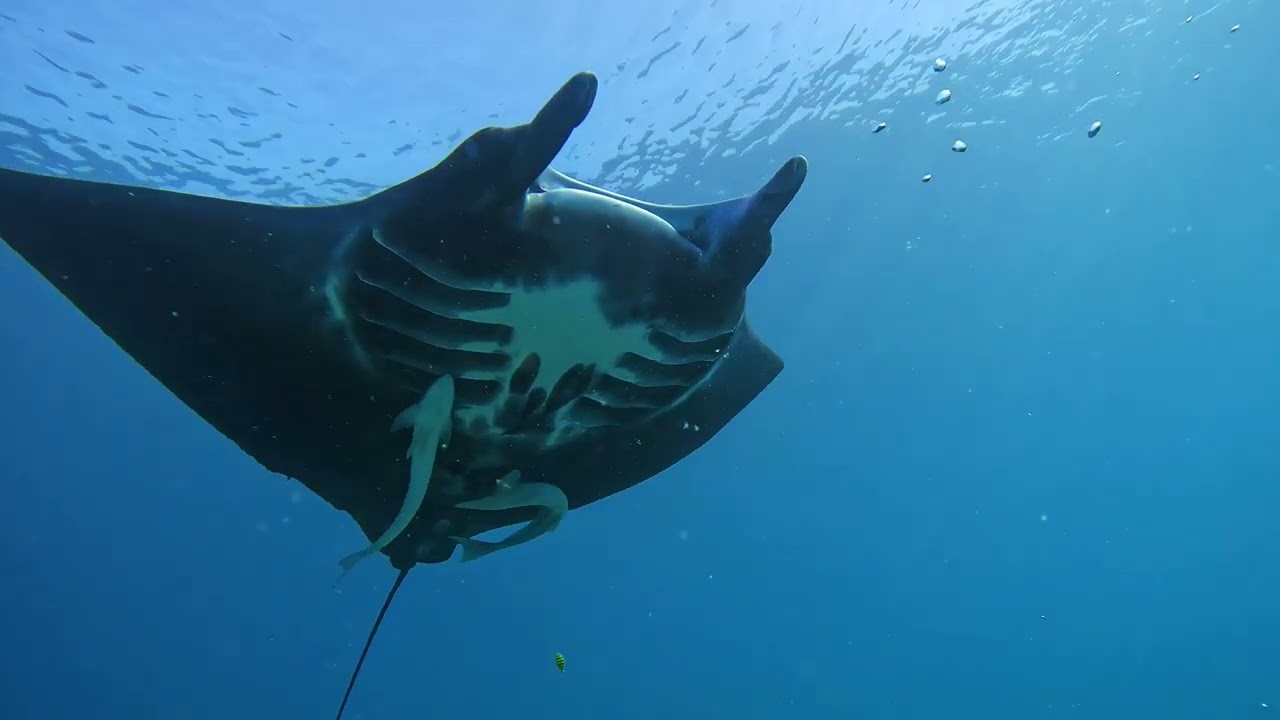 Manta Highlights June and July 2023