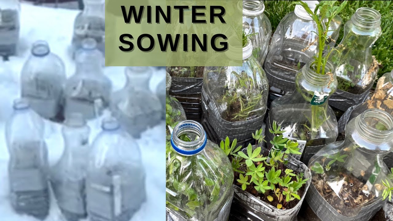 🇨🇦 Полное руководство по озимому посеву в зоне 6 🌱❄️