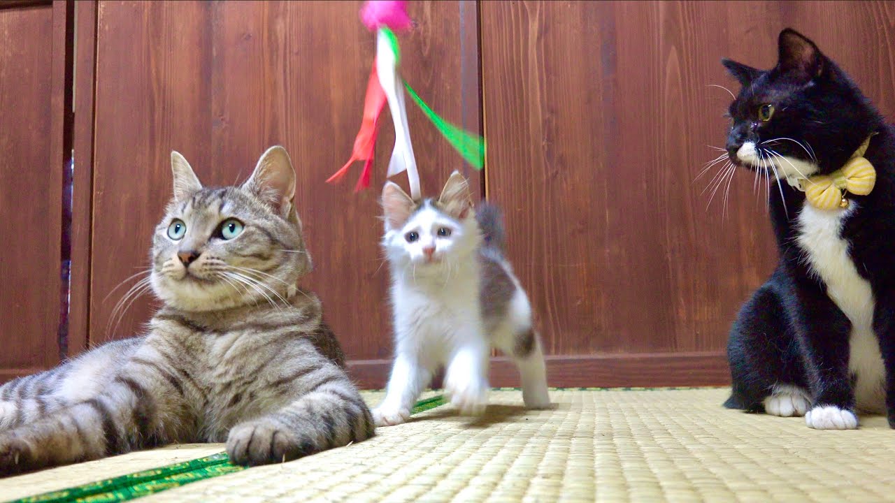 Озорные котята и кошачья мята.