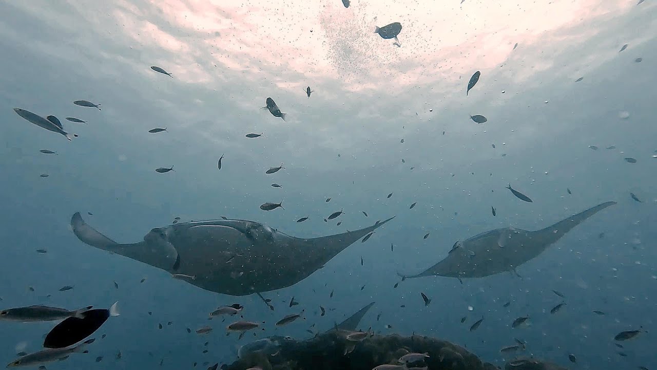 Maibdhoo Rock MANTA POINT CROCIERA ALLE MALDIVE