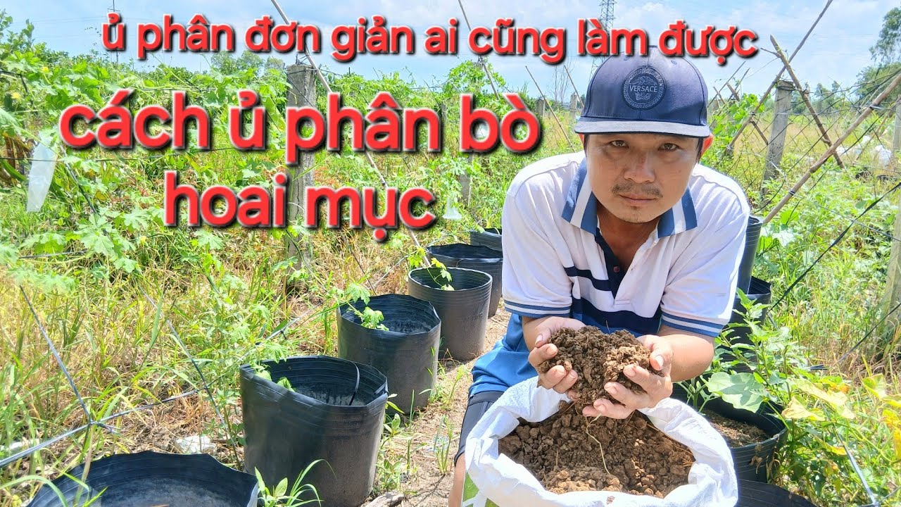 Cách ủ phân bò hoai mục dễ nhất đơn giản ai cũng làm được trồng rau hữu cơ.