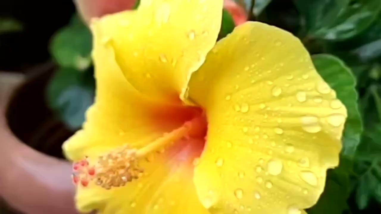 #song