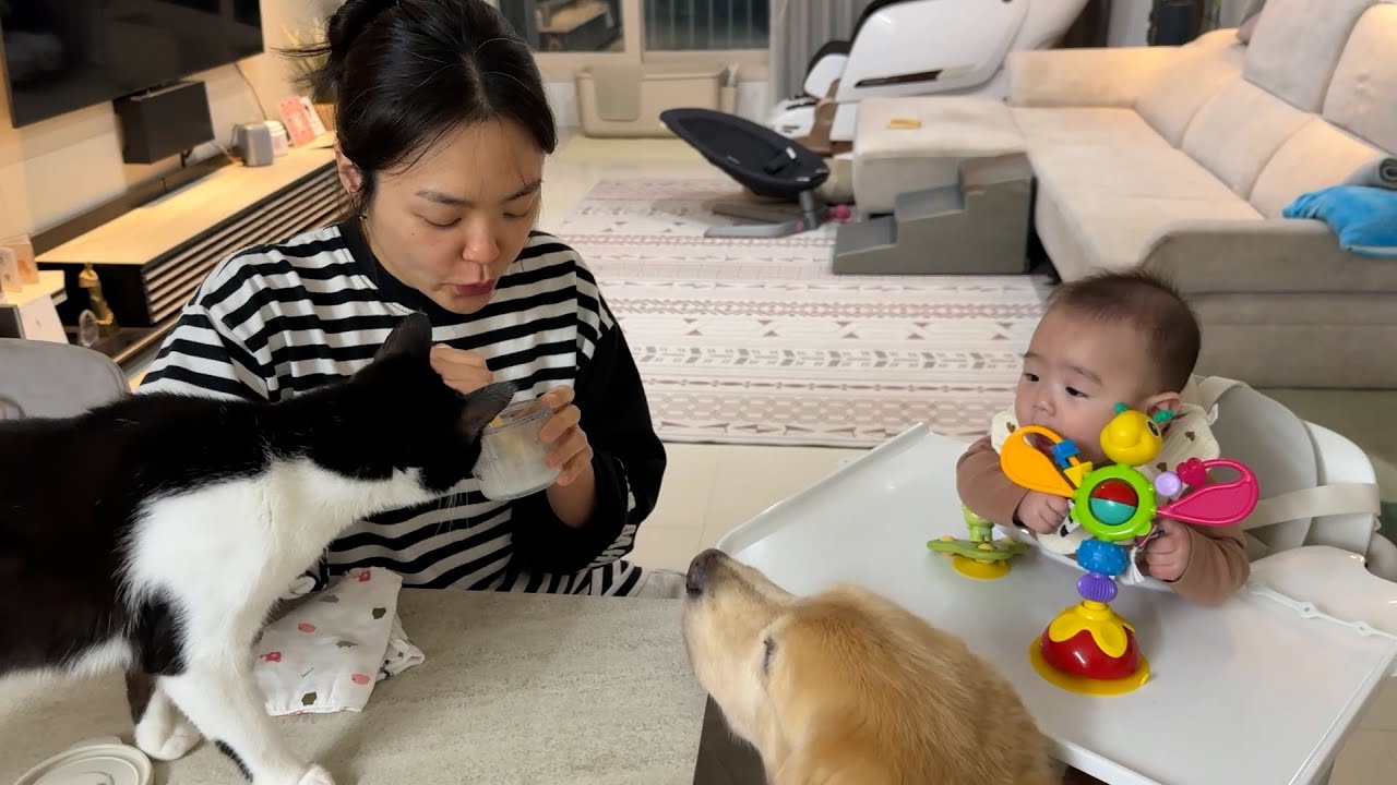 이유식 하나에 확실한 서열 정리ㅋㅋ #리트리버 #고양이 #아기 #서열정리