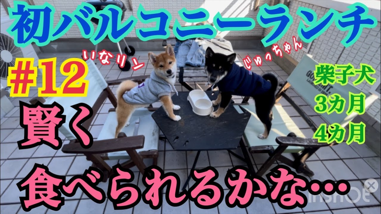[柴犬いなり＊じゅう]初バルコニー散歩❗️バルコニーランチ大失敗…　＃柴犬＃豆柴＃shibainu #dogshorts #shiba #funny #dog #dogs #犬#癒し#多頭飼い