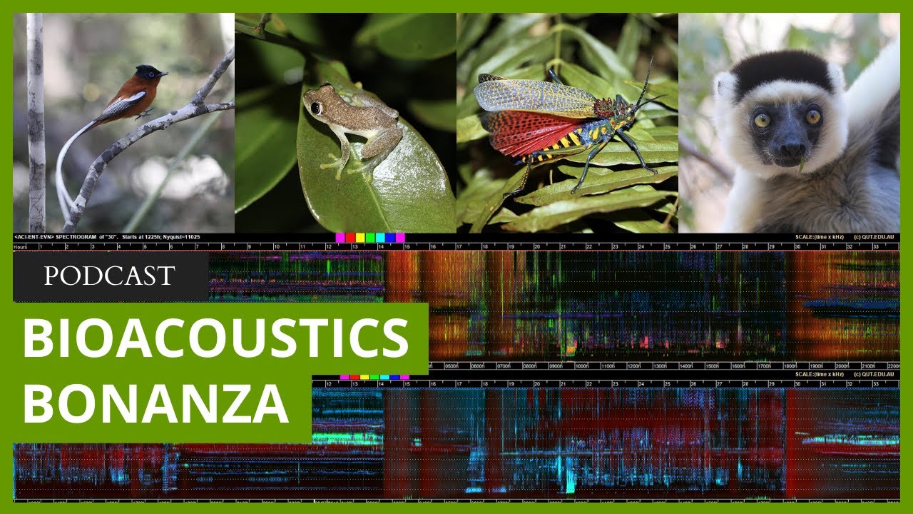A bittersweet bioacoustics bonanza