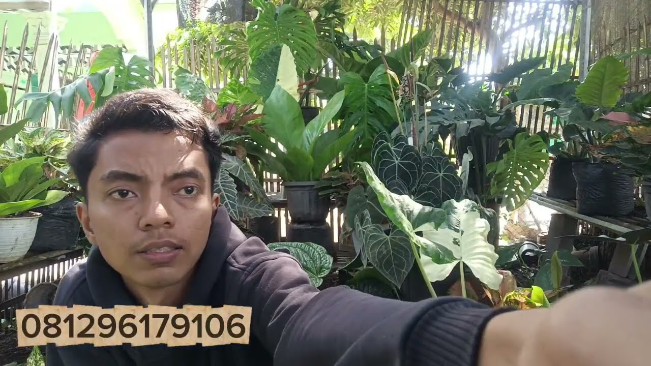PROMO BUNGA MURAH TERBARU GAES
