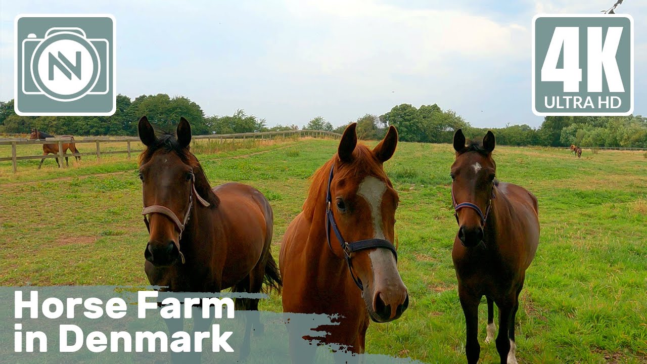 4K Virtual Walk - Horse Farm in Denmark - We take a close look at the many beautiful horses 🐴
