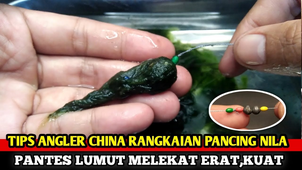 TERNYATA BEGINI TIPS ORANG CHINA MEMBUAT RANGKAIN PANCING NILA UMPAN LUMUT MELEKAT KUAT