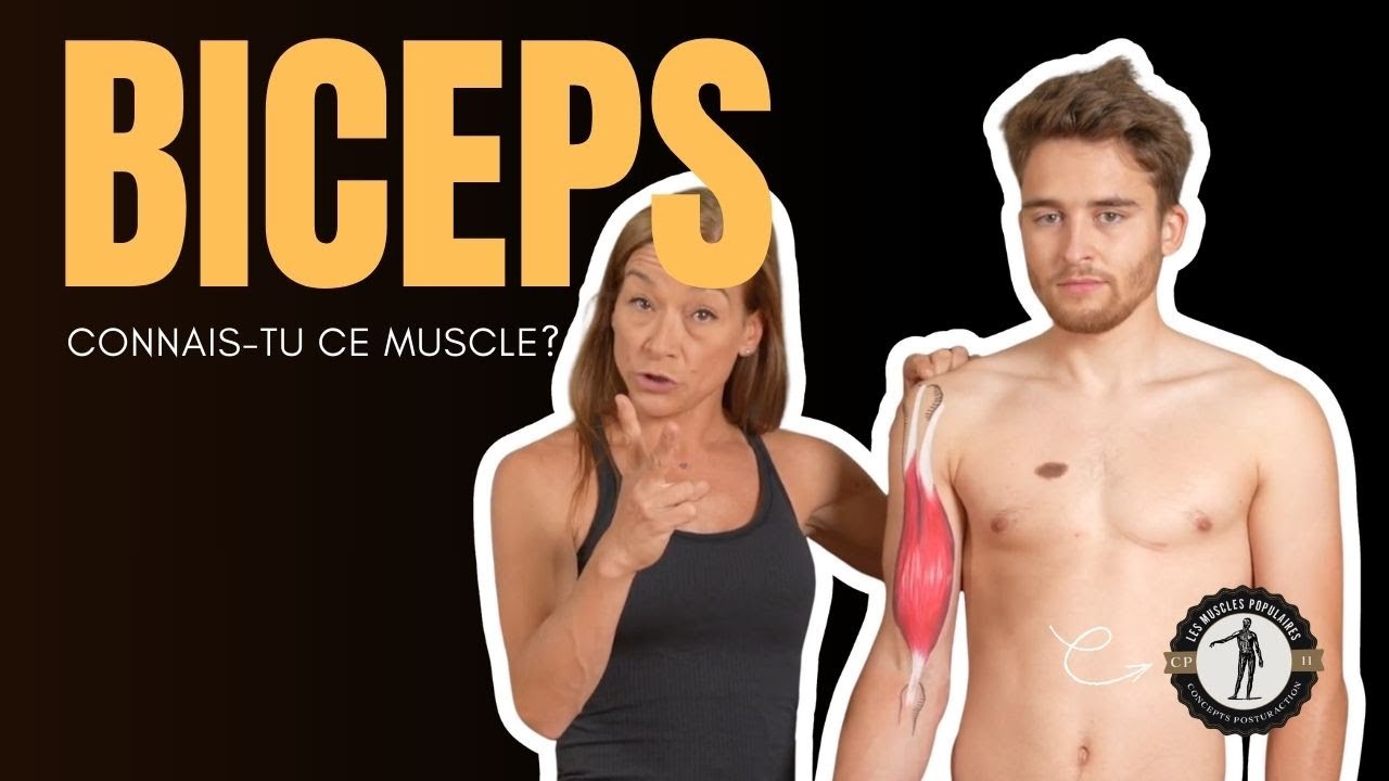 💪 Les biceps (biceps brachii) : le muscle emblématique des bras