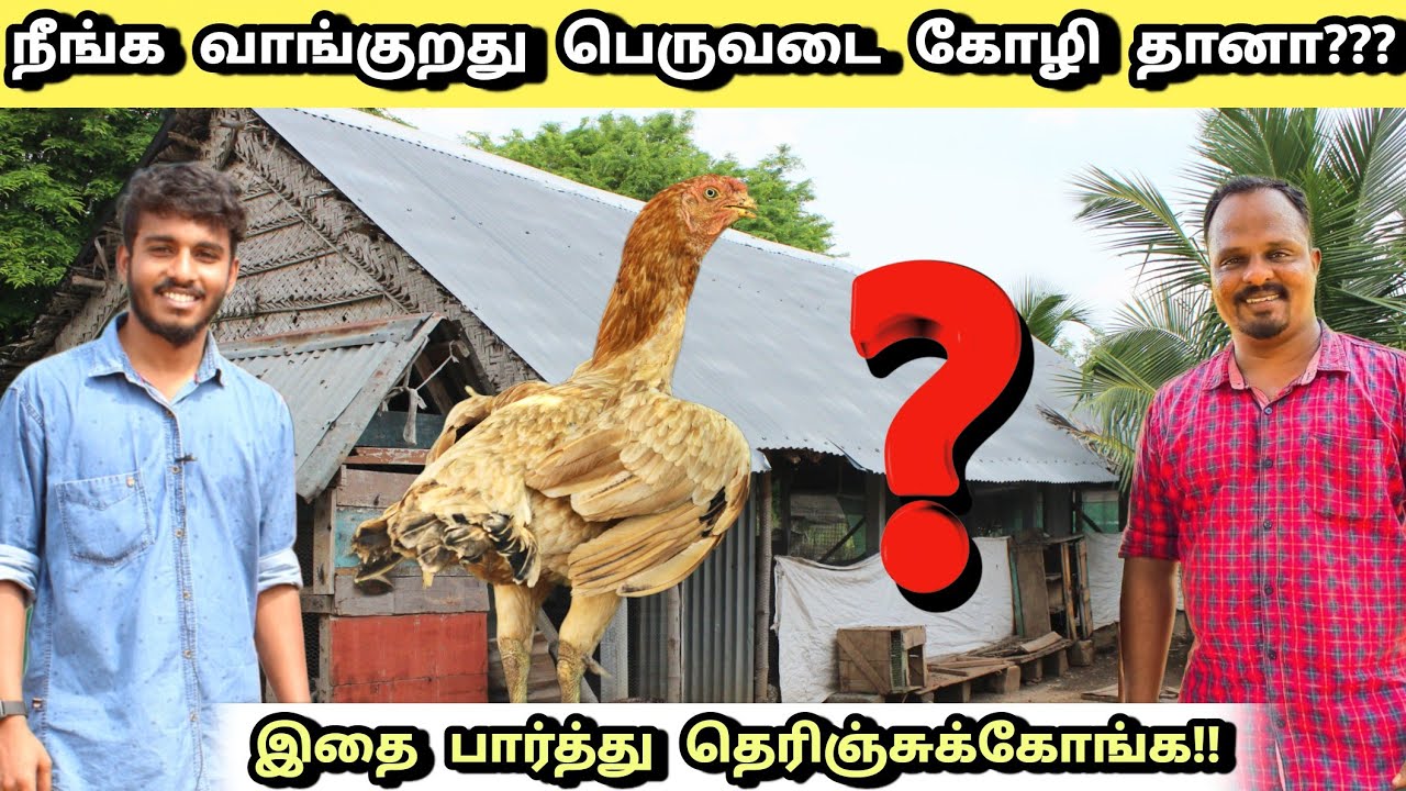 தூய பெருவடை நாட்டுக்கோழியை உங்களுக்கு கண்டுபிடிக்க தெரியுமா? | Peruvedai nattu kozhi valarpu tamil |