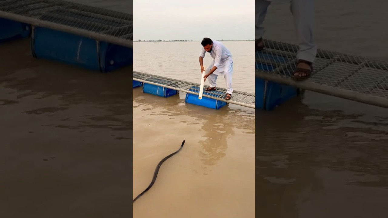 &ldquo;Snake Rescue from Flood Waters! 🌊🐍