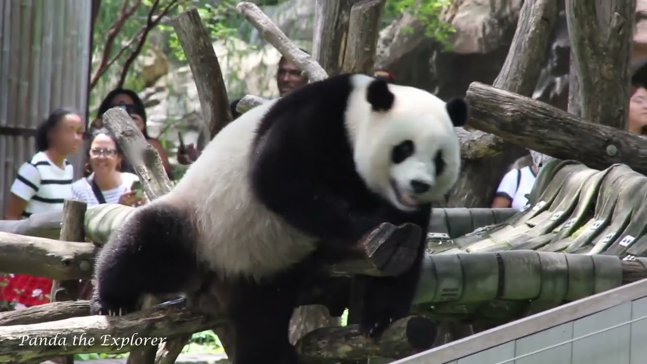 Giant panda Xiao Qi Ji has a blast on Mama Mei Xiang's birthday, 07/22/2023