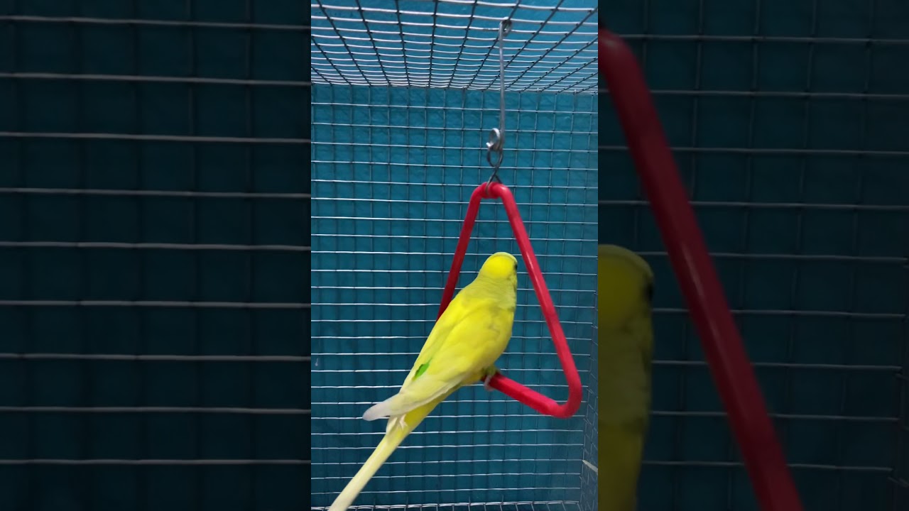 Budgie swinging | 