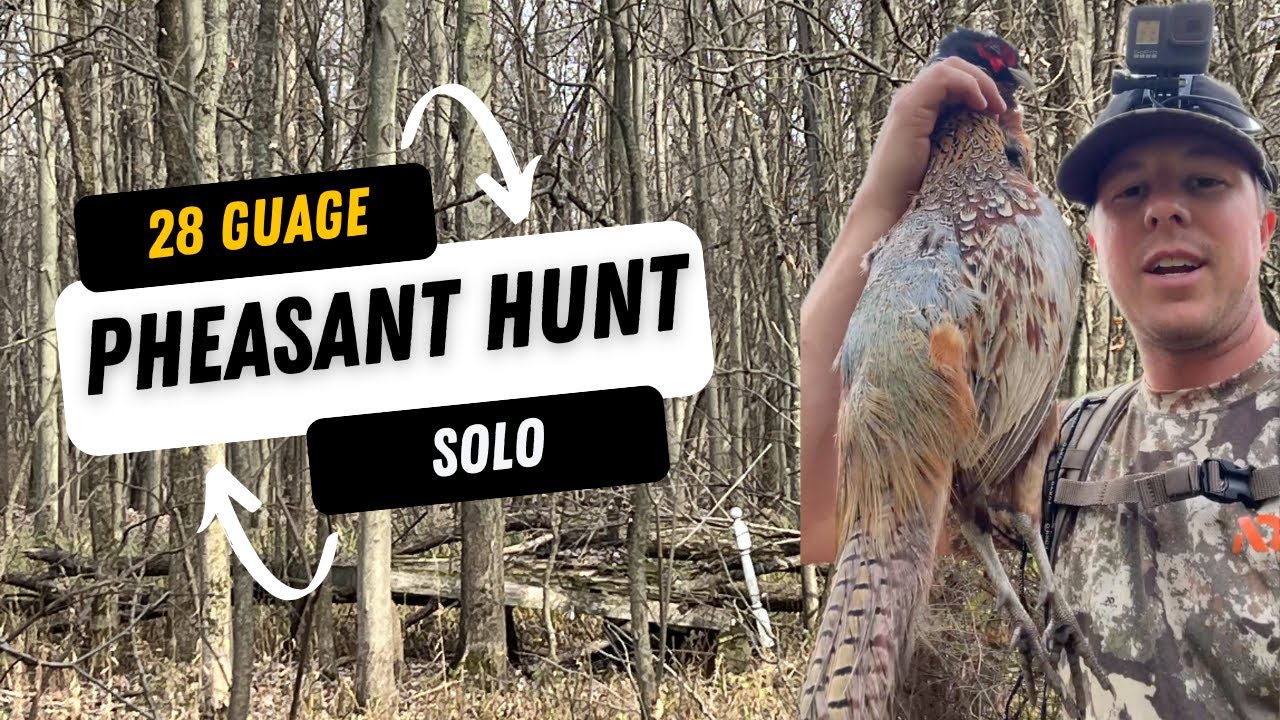 EPIC!! 28 Gauge Solo NY Pheasant Hunt with my 1yr old Boykin Spaniels (Flush, Harvest, Retrieve)..