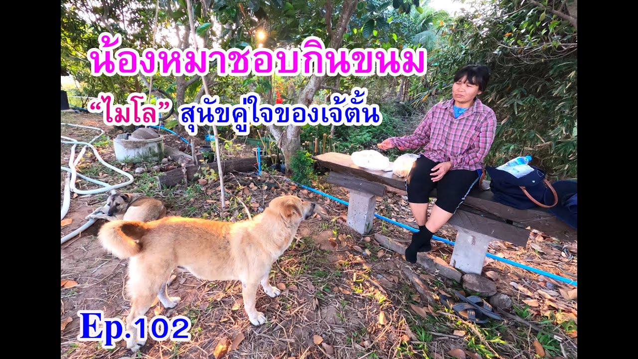 Ep102 น้องหมาชอบกินขนม 