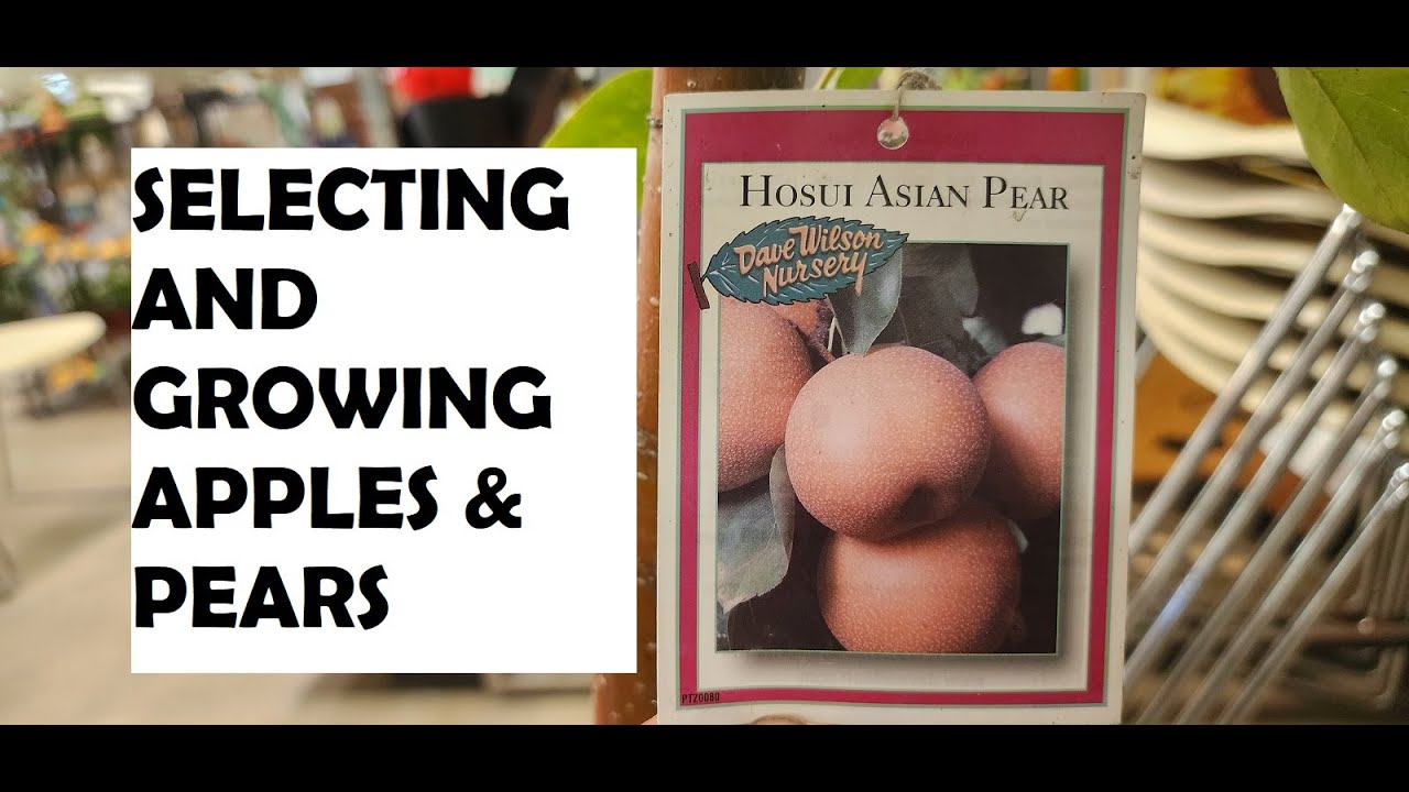 Selecting and Growing Apples & Pears