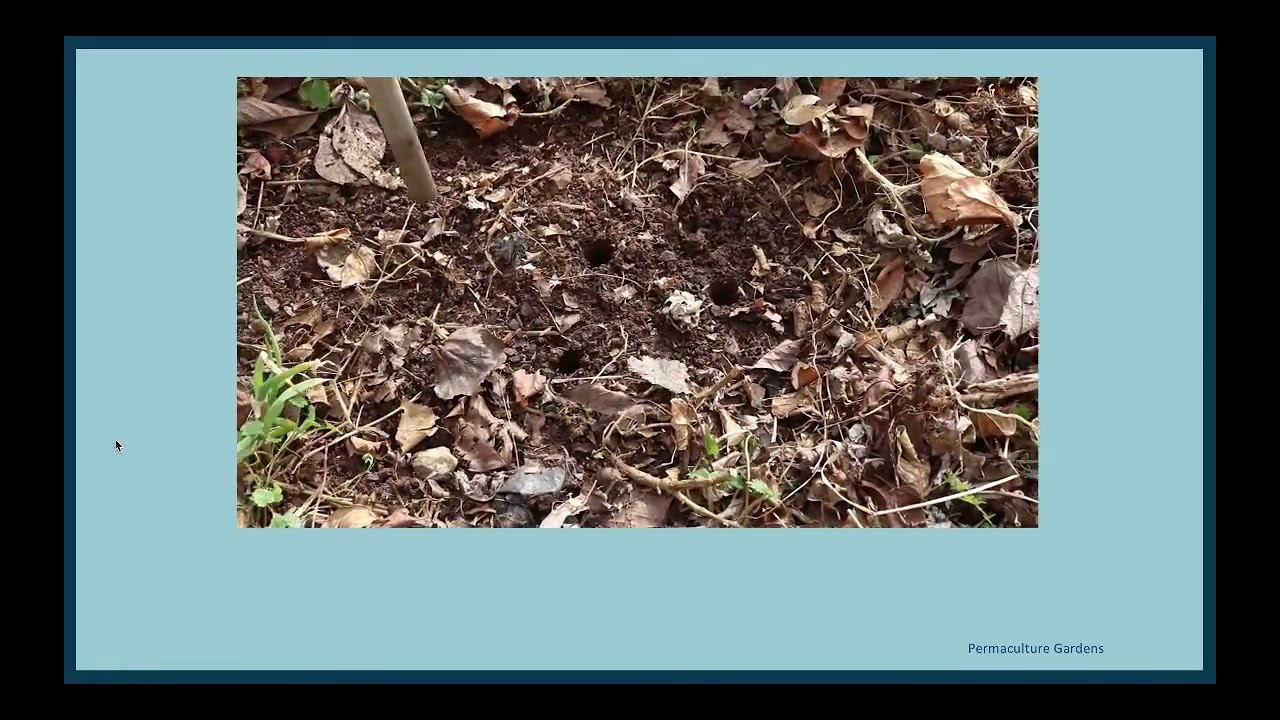 Techniques For Transplanting Seedlings