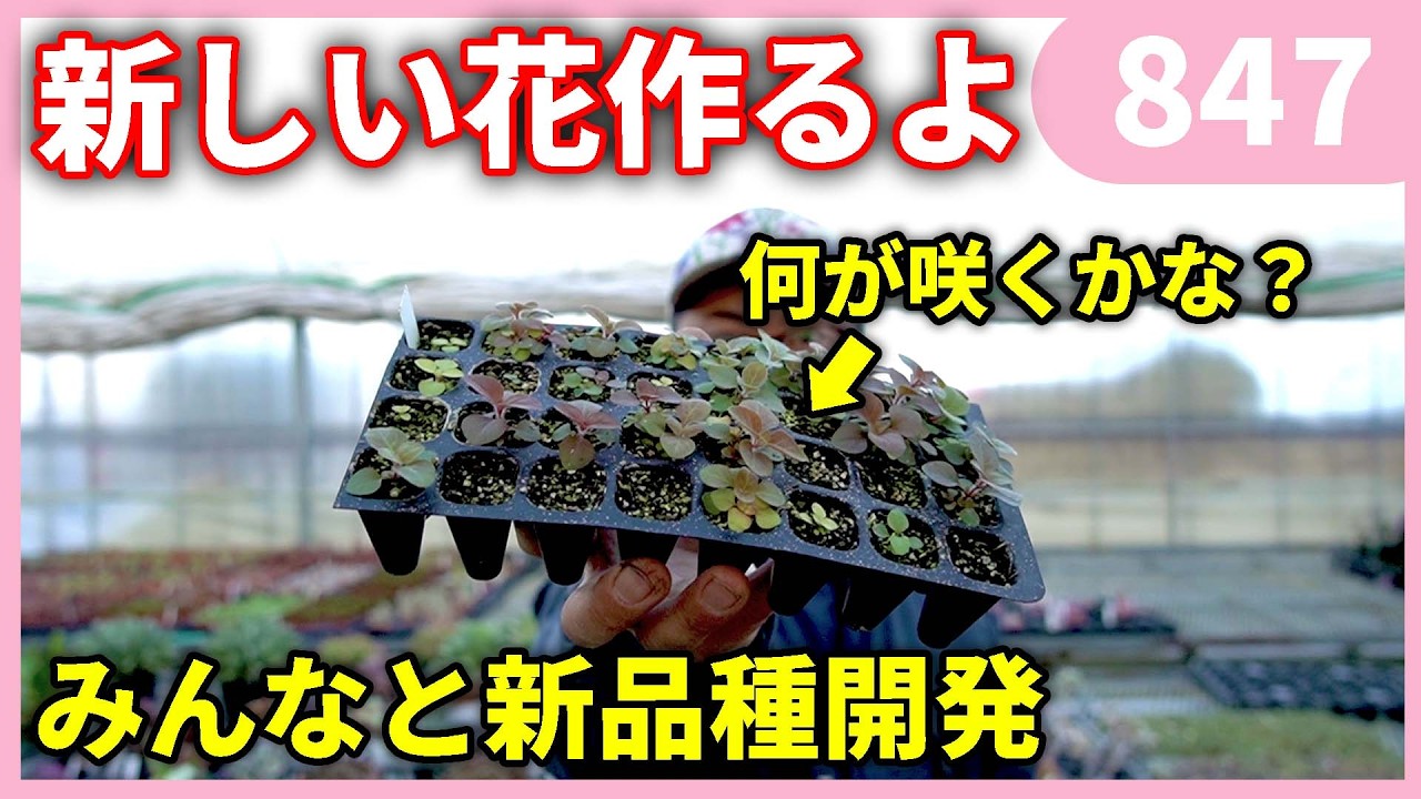みんなと一緒に品種改良に挑戦‼　by 園芸チャンネル 847 #園芸 #ガーデニング #初心者
