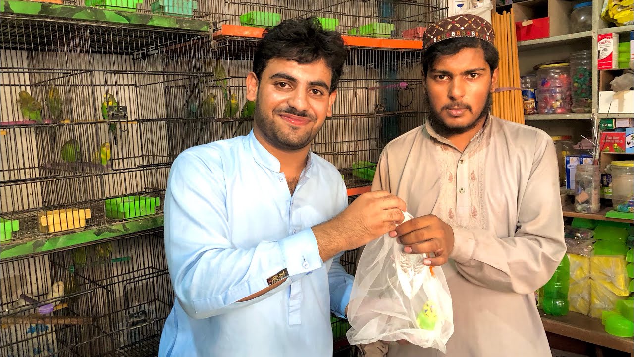  Ik Or Pair Le Liya Australian Parrots ka😍