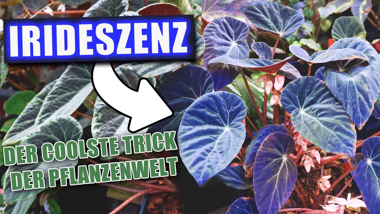 Warum leuchtet diese Pflanze blau? Begonia burkillii  | Pflanzen-Portrait