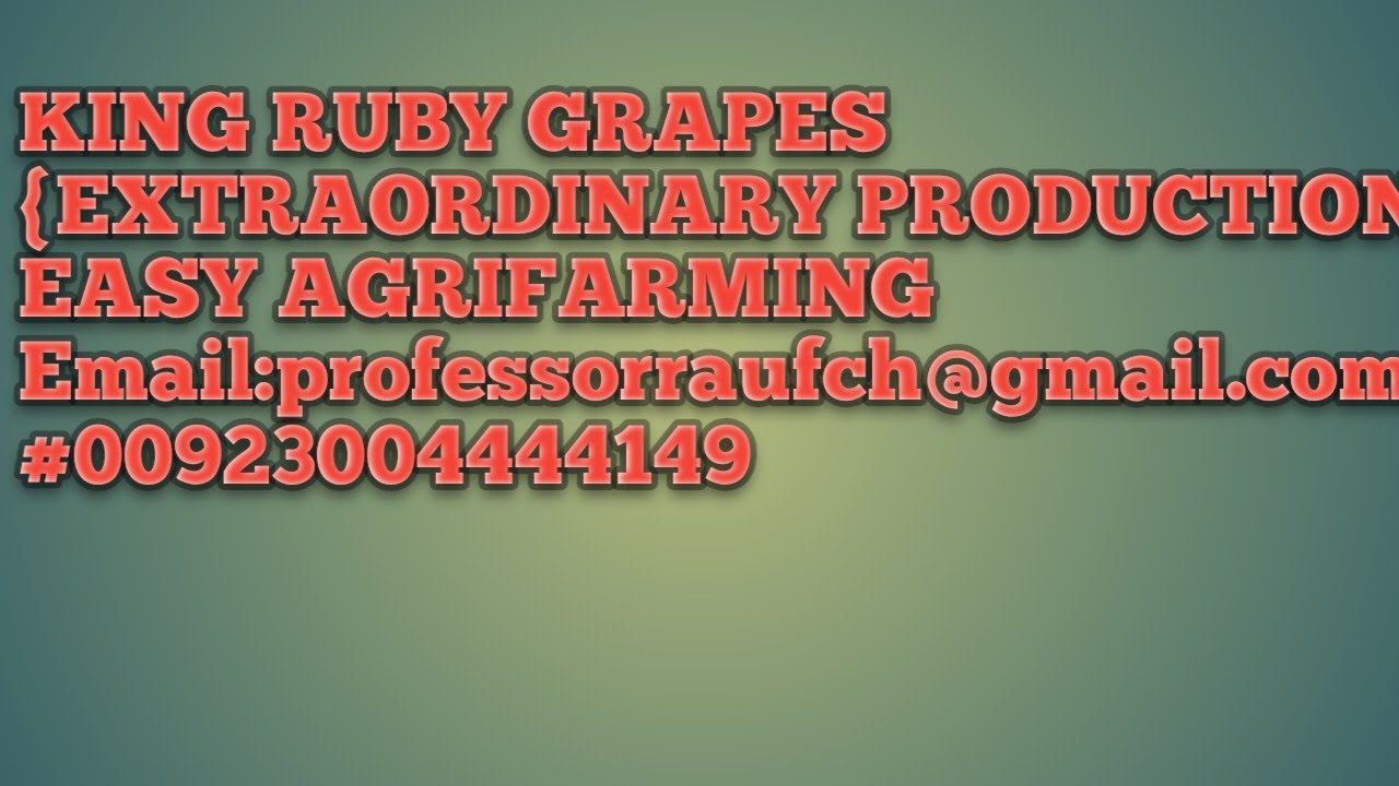 KING RUBY GRAPES PLANT{EXTRA ORDINARY PRODUCTION
