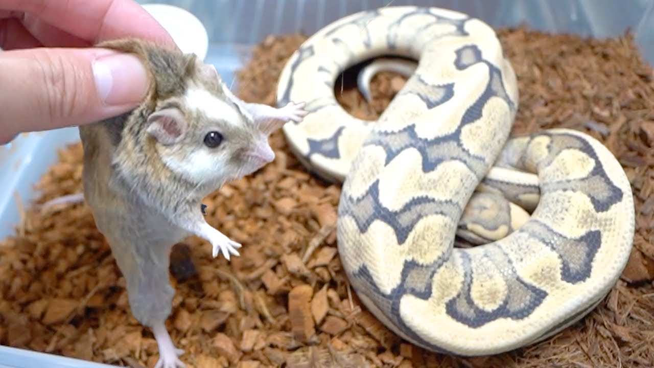 1年拒食している蛇に特別なマウスを入れてみると&hellip;